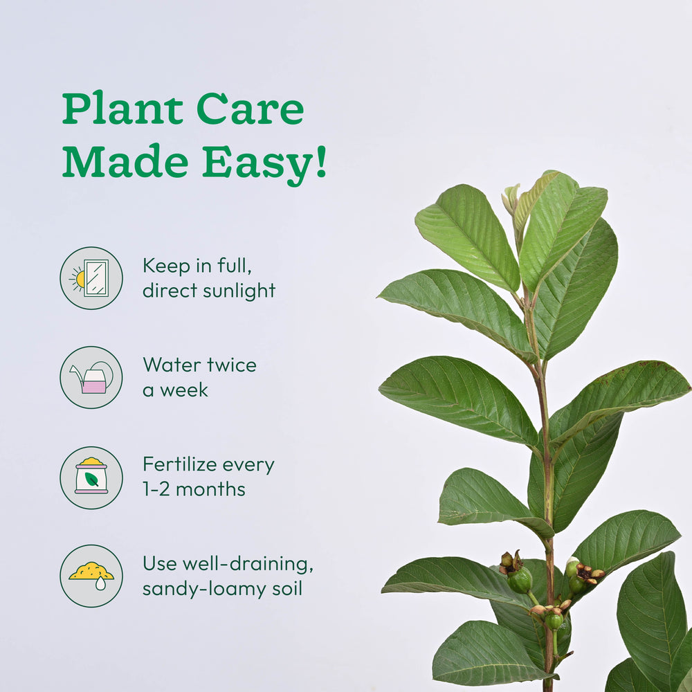 Guava Plant with Grow Bag