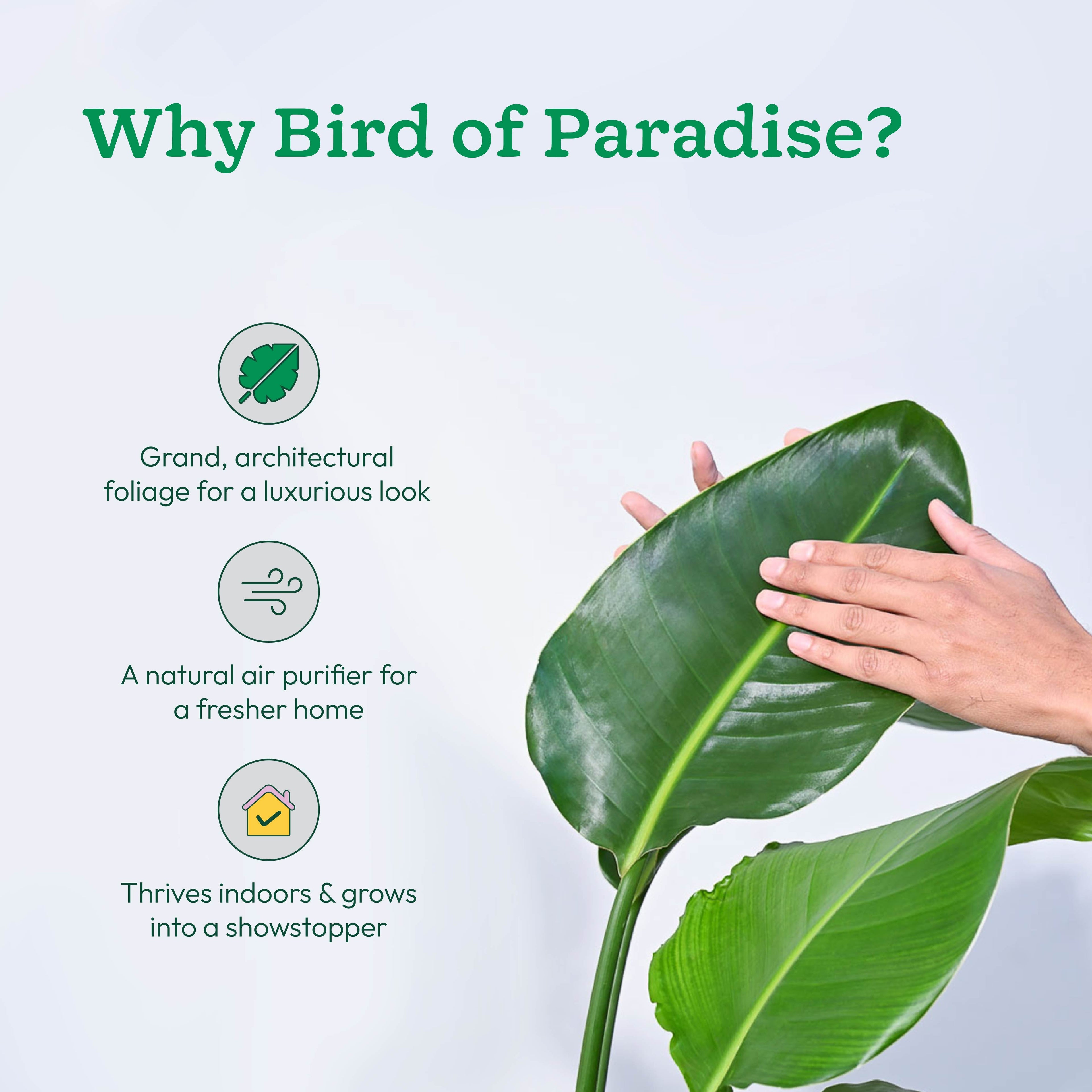 Bird of Paradise Plant - XL