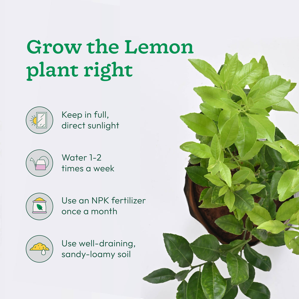 Pomegranate, Lemon, Guava - Combo of 3 Fruit Plants with Grow Bag