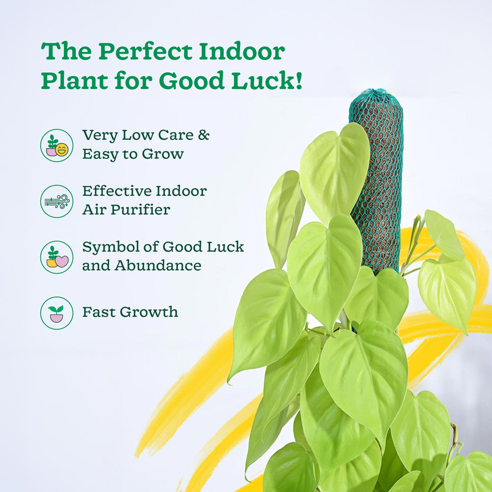 philodendron good luck Buy Philodendron Oxycardium Golden plant with Moss Stick