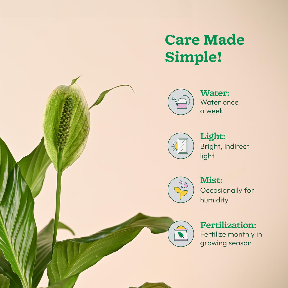 Peace Lily Large (Spathiphyllum Sensation)