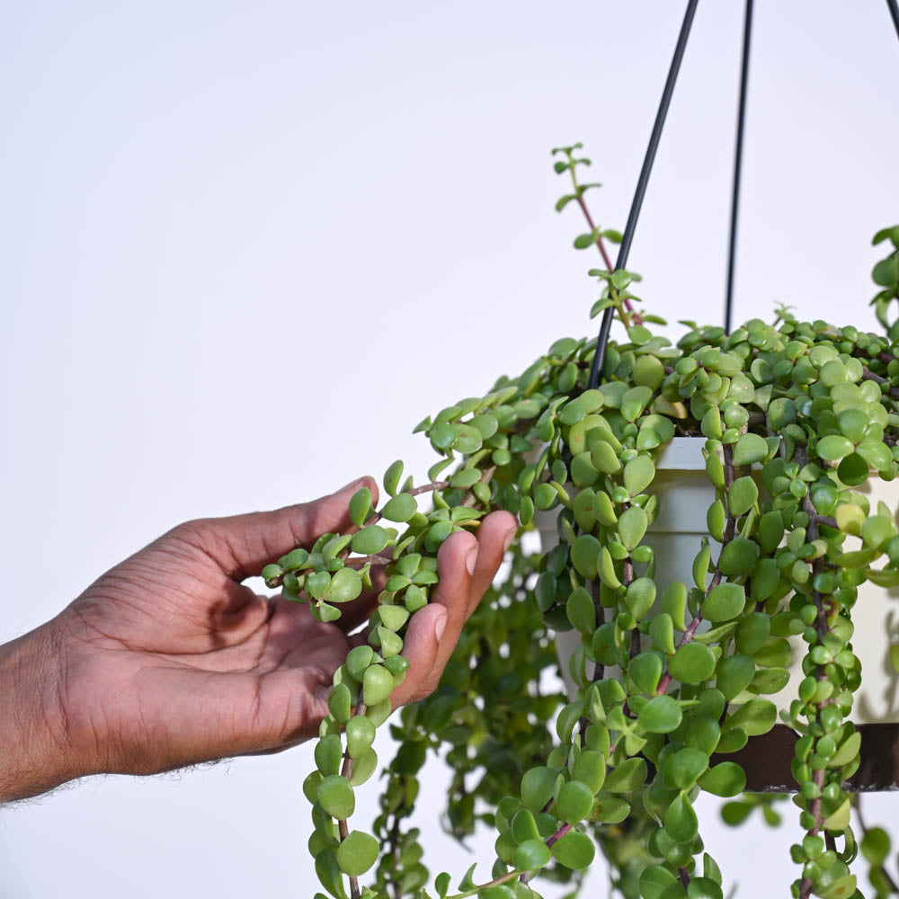 jade hanging plant Buy Jade Plant Mini: Care Tips, Benefits, and More – Ugaoo