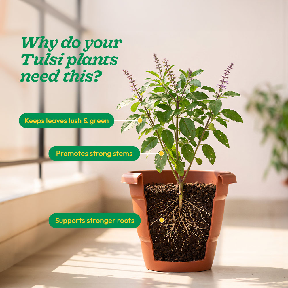 Tulsi Pushti