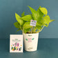 Money Plant Golden and Plantable Essential Box