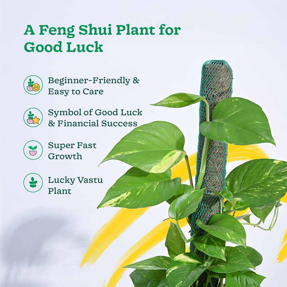 money plant on moss stick Money Plant Variegated with Moss Stick – Ugaoo