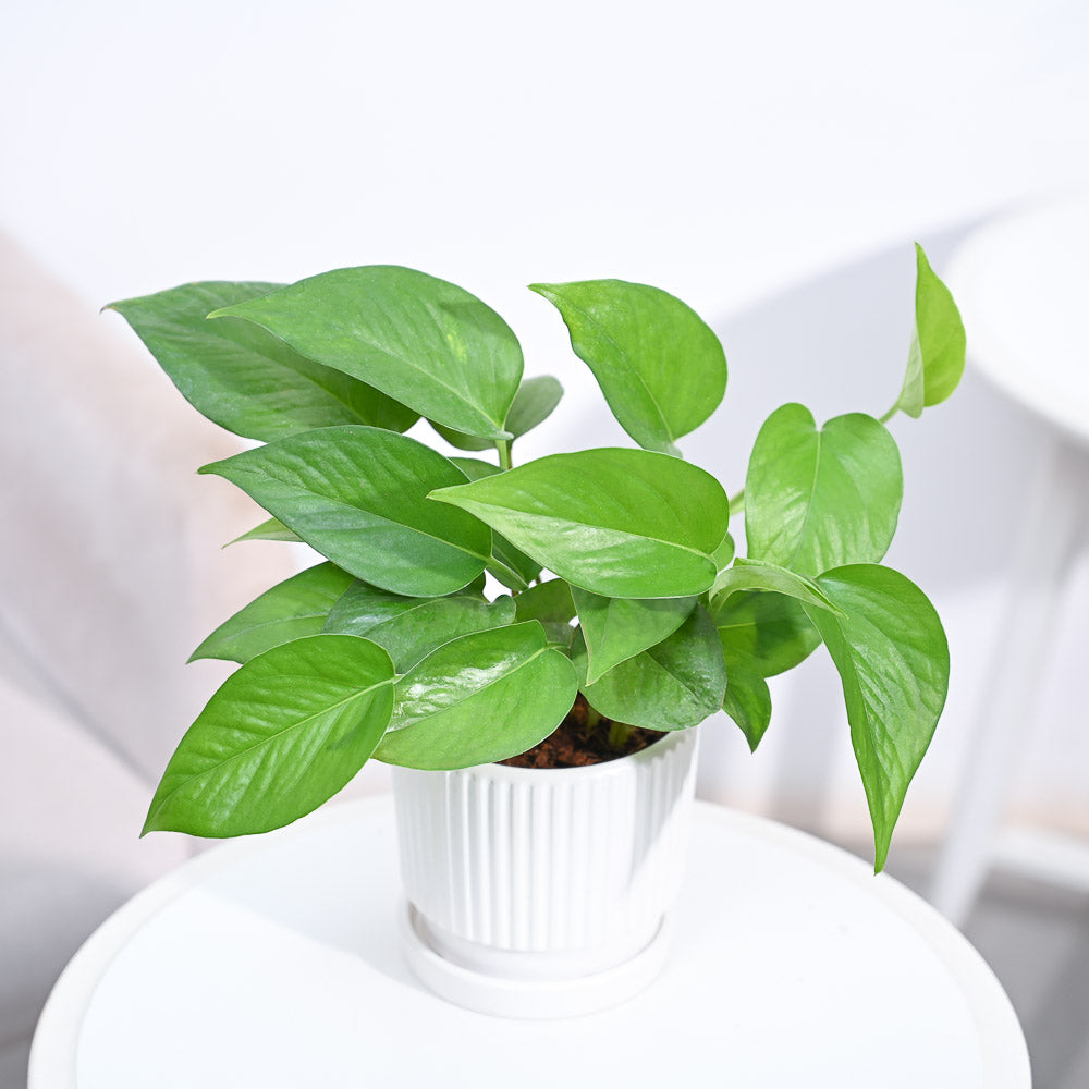 money plants for home_NUPL0017SBK