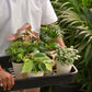 Set of 6 Air Filtration Indoor Plants