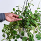 Peperomia Green Creeper with Hanging Planter