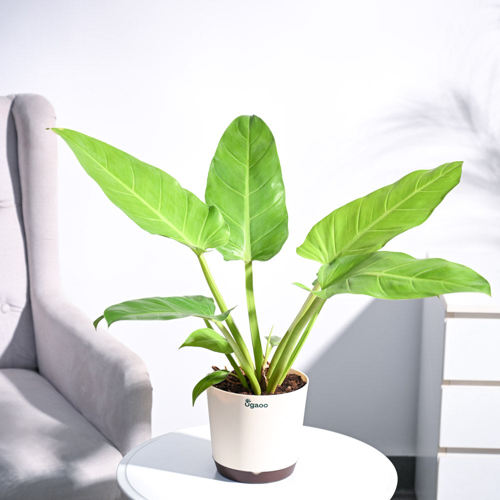 philodendron melinonii vs imperial green Philodendron Melinonii Golden