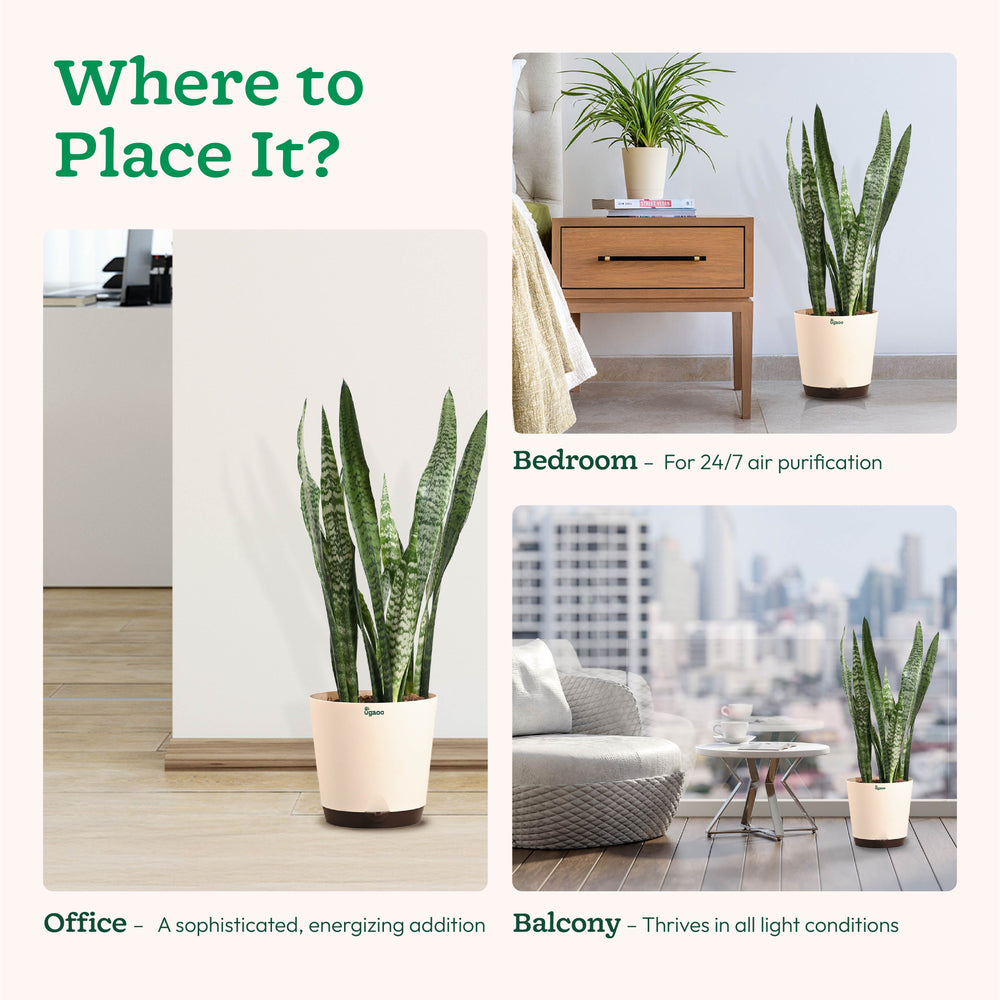 Sansevieria Zeylanica - XL