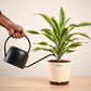 Dracena Lemon Lime Plant - Large