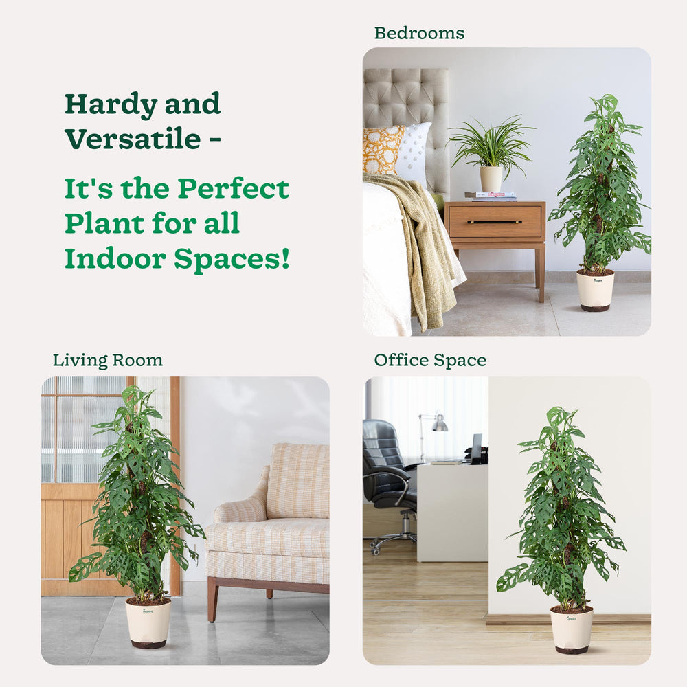 Broken Heart Plant With Moss Stick