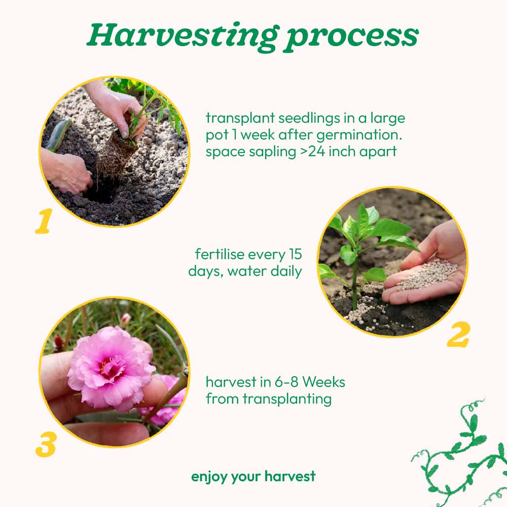 planting portulaca seeds Portulaca Mix Seeds – Ugaoo