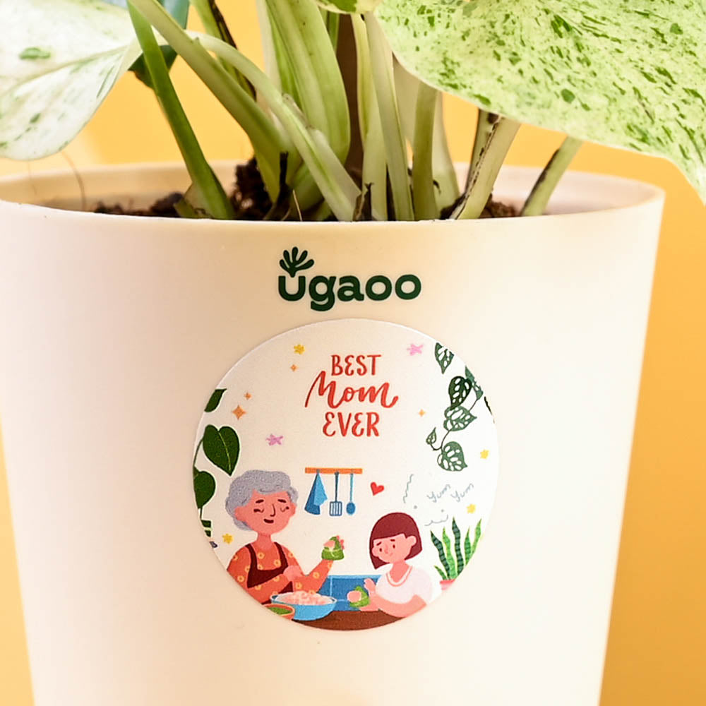 Money Plant Marble For Mother&