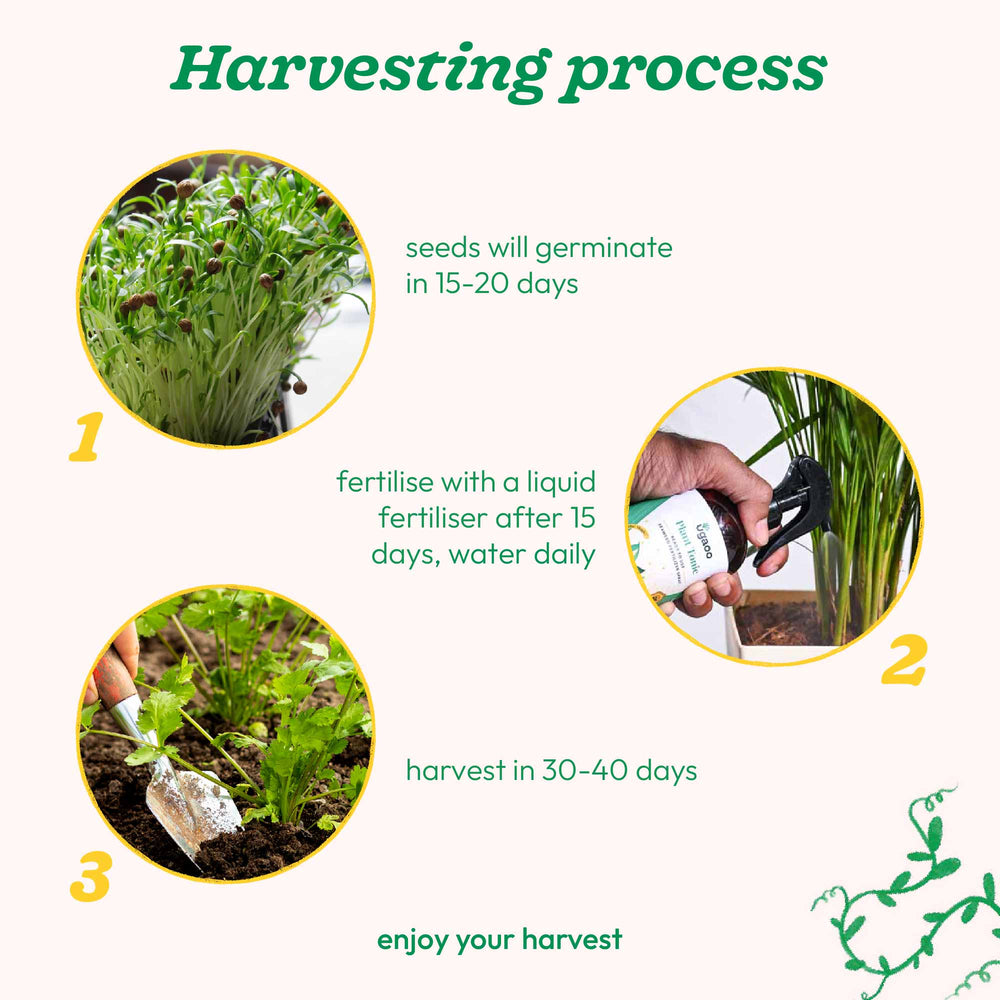 coriander seed planting time Buy Premium Coriander Seeds Online | Fresh & Aromatic