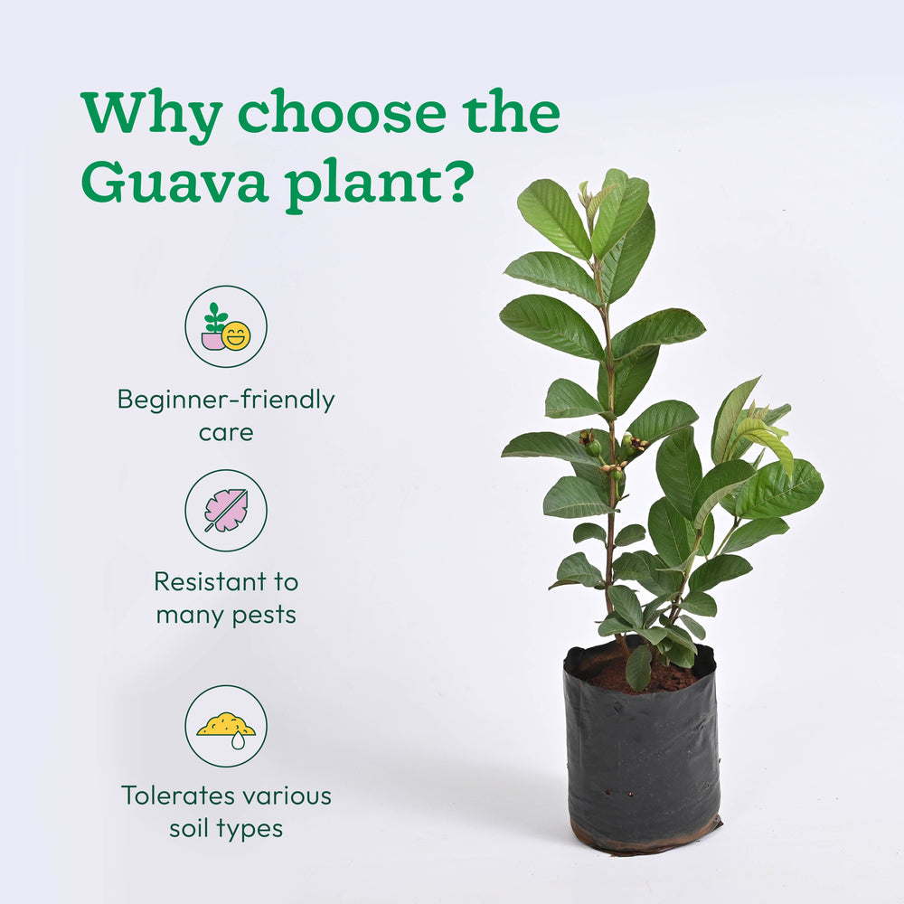 Guava Plant with Grow Bag
