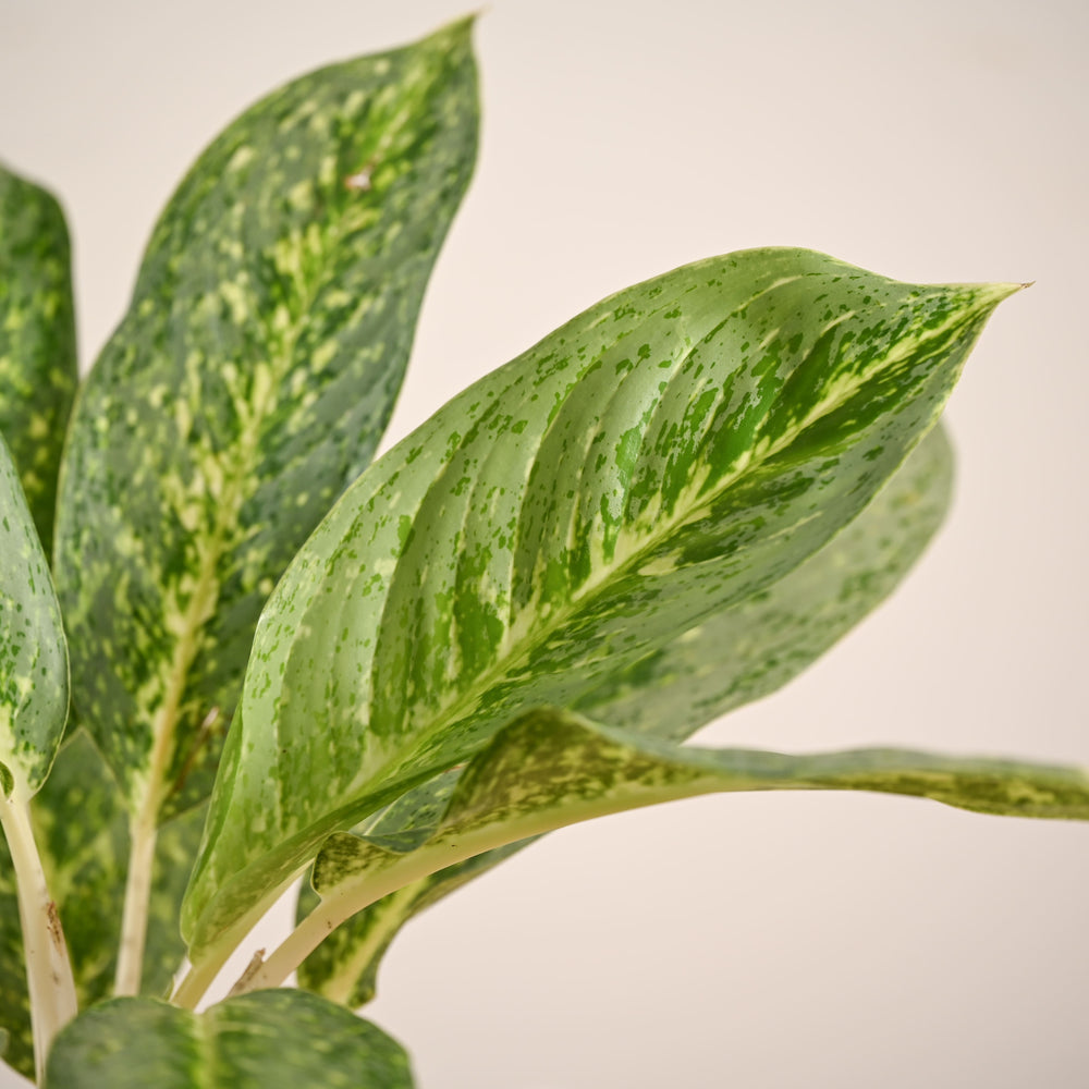 aglaonema green butterfly Buy Large Aglaonema Butterfly Plant Online in India