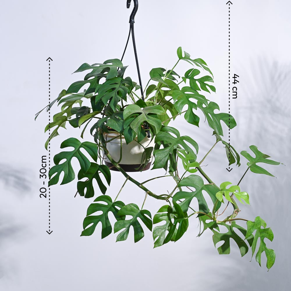 Monstera Minima in Hanging Planter