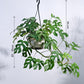 Monstera Minima in Hanging Planter