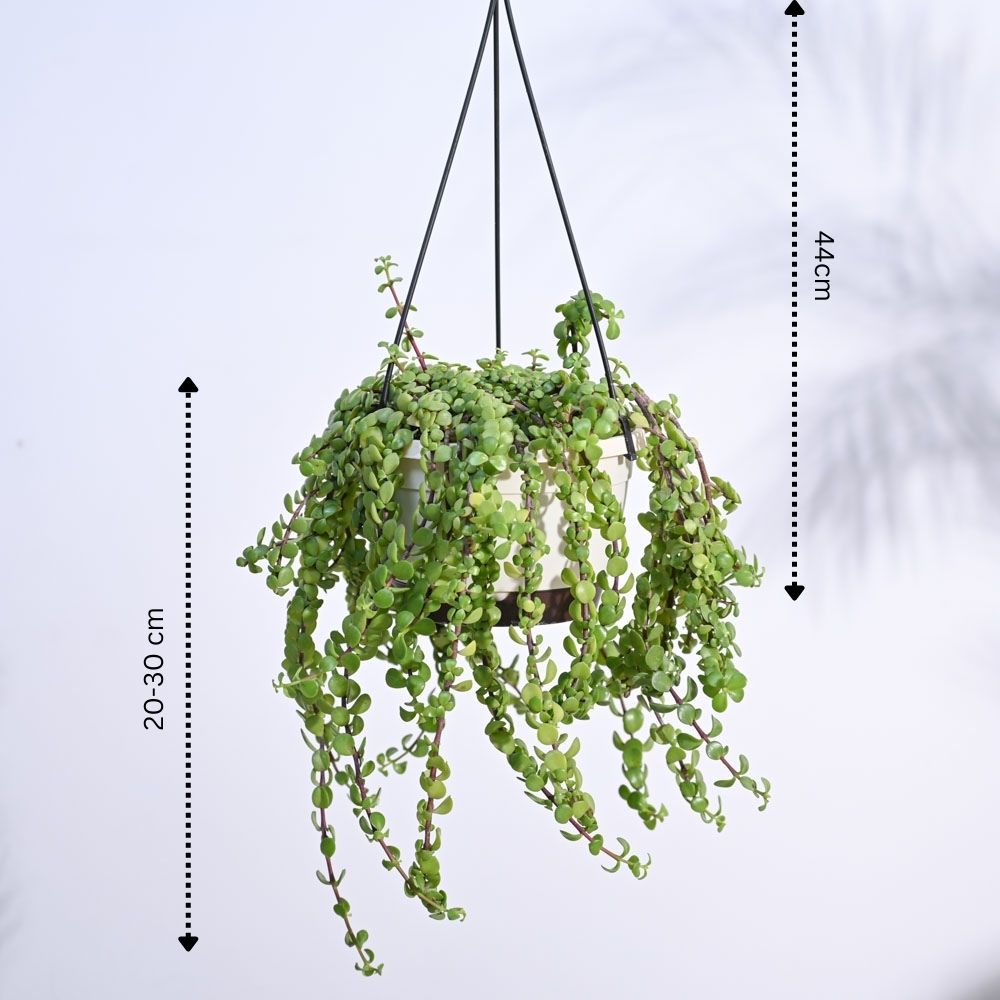 trailing jade plant Buy Jade Plant Mini: Care Tips, Benefits, and More – Ugaoo