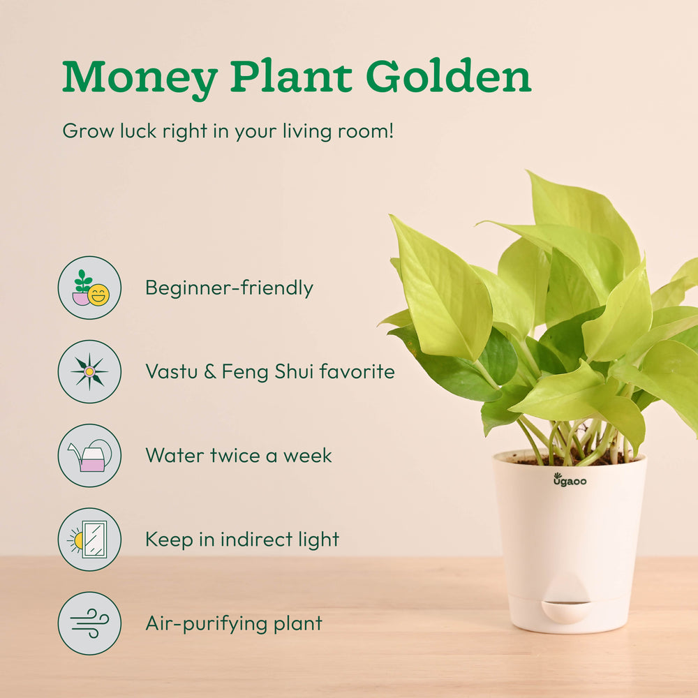 ugaoo indoor plants Easy Indoor Plant Bundle for Beginners – Ugaoo