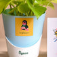 Rakhi Gift for sister - Money plant and chocolate