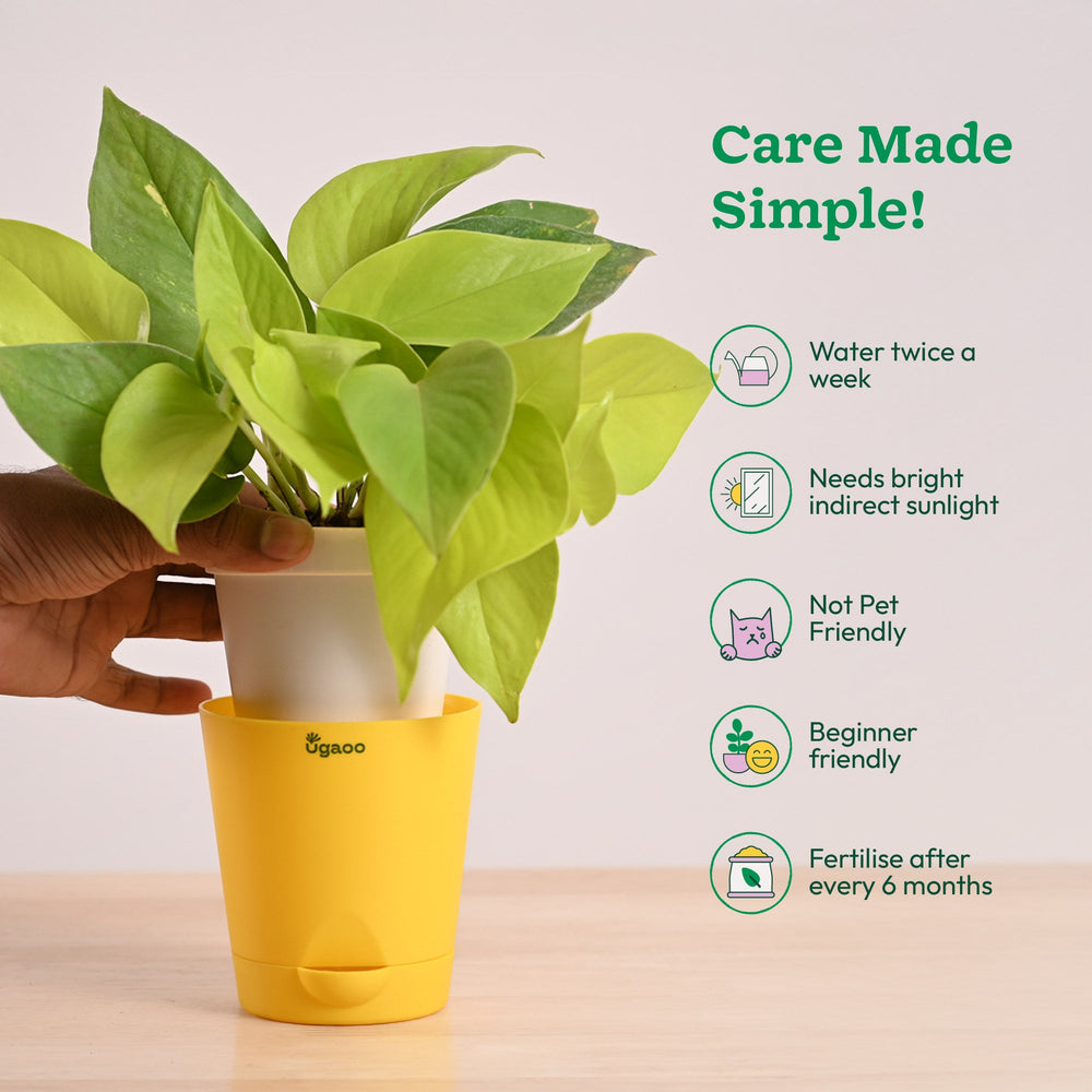 golden money plant care Buy Golden Money Plant (Epipremnum Aureum) for Air Purification & Lush Interiors. – Ugaoo