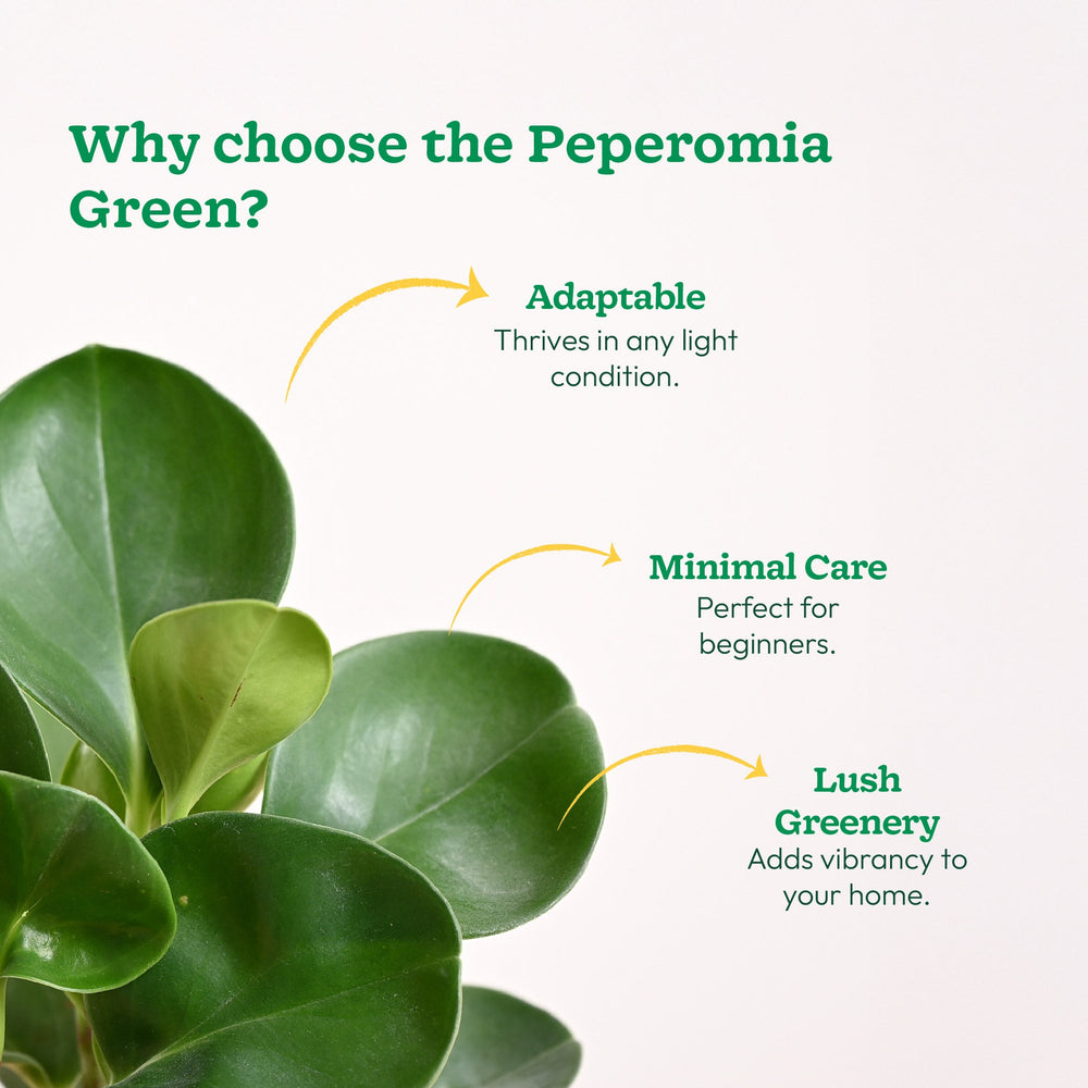 peperomia indoor plant benefits Buy Peperomia Green Plant