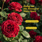 Rose Royale