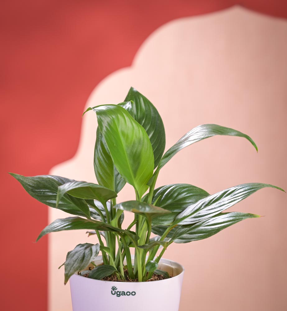 Peace Lily Plant Diwali Gift with Greeting Card