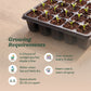 Chinese Cabbage Seeds