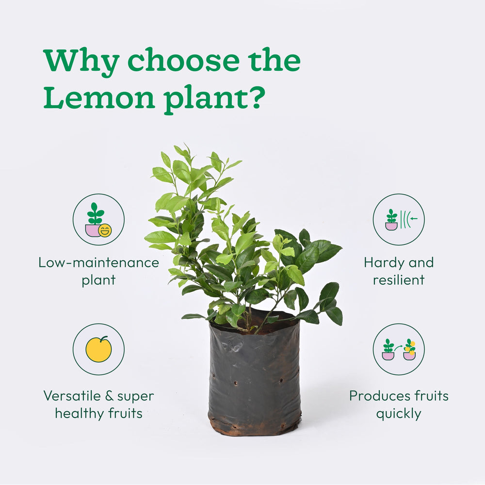 Lemon Plant with Grow Bag