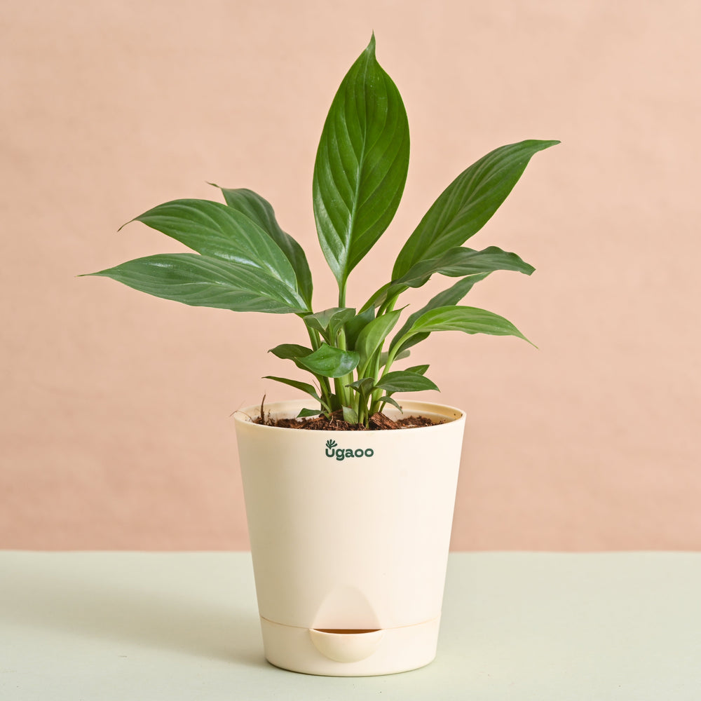 Peace Lily Plant Gift for Women&