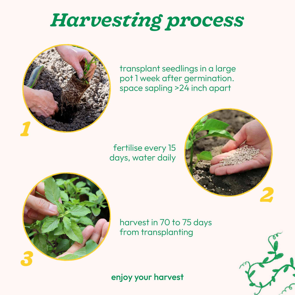 planting tulsi seeds Buy Premium Tulsi Seeds