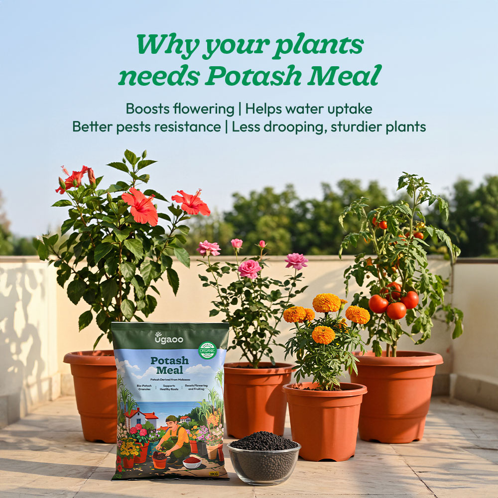 Potash Meal - 1kg