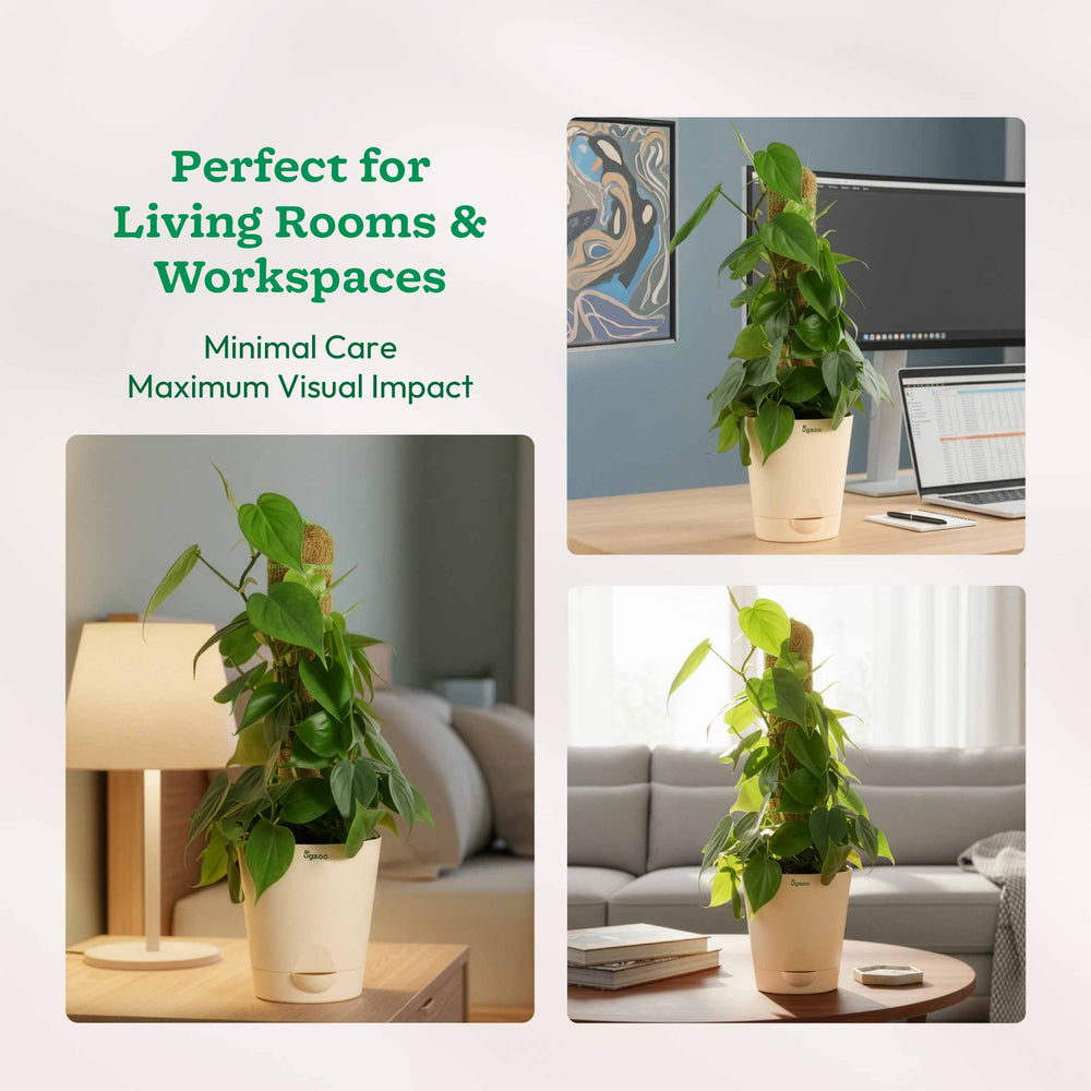 Oxycardium Green Plant with Moss Stick - Medium