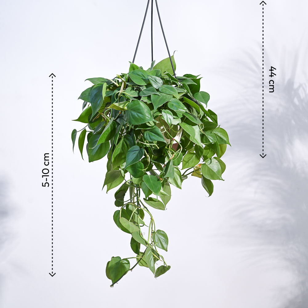 heart-leaf philodendron hanging Buy Heartleaf Philodendron hanging plant online