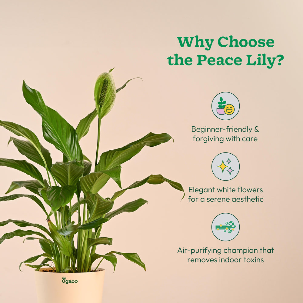 ugaoo peace lily Buy Large Peace Lily Plant Online | Elegant & Easy Care
