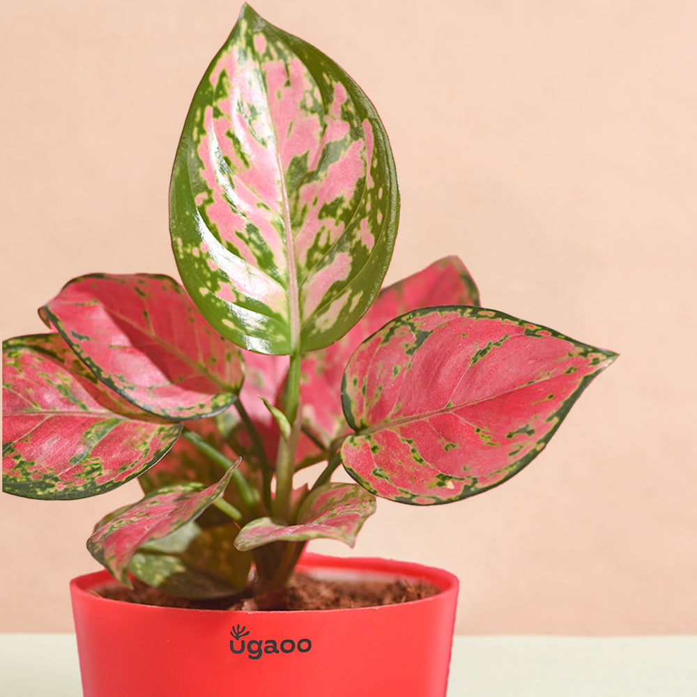 Aglaonema Pink Beauty Women&