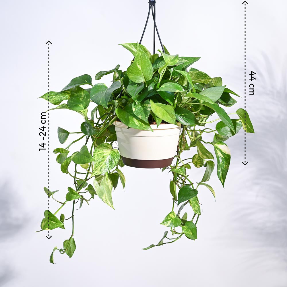 money plant in a pot Money Plant Variegated With Hanging Pot – Ugaoo