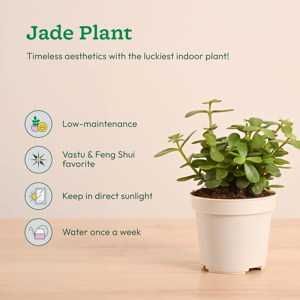 Mini Indoor Plant Set: Low Maintenance Desk &amp; Office Collection (Set of 4, Air Purifying)