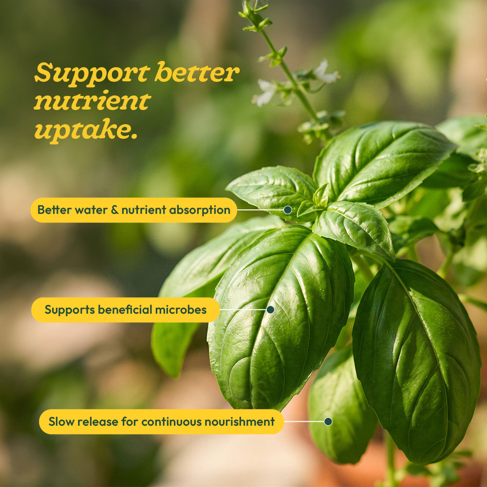 Tulsi Pushti