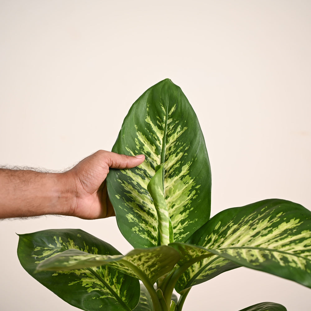 Dieffenbachia Tropic Snow Plant - Large