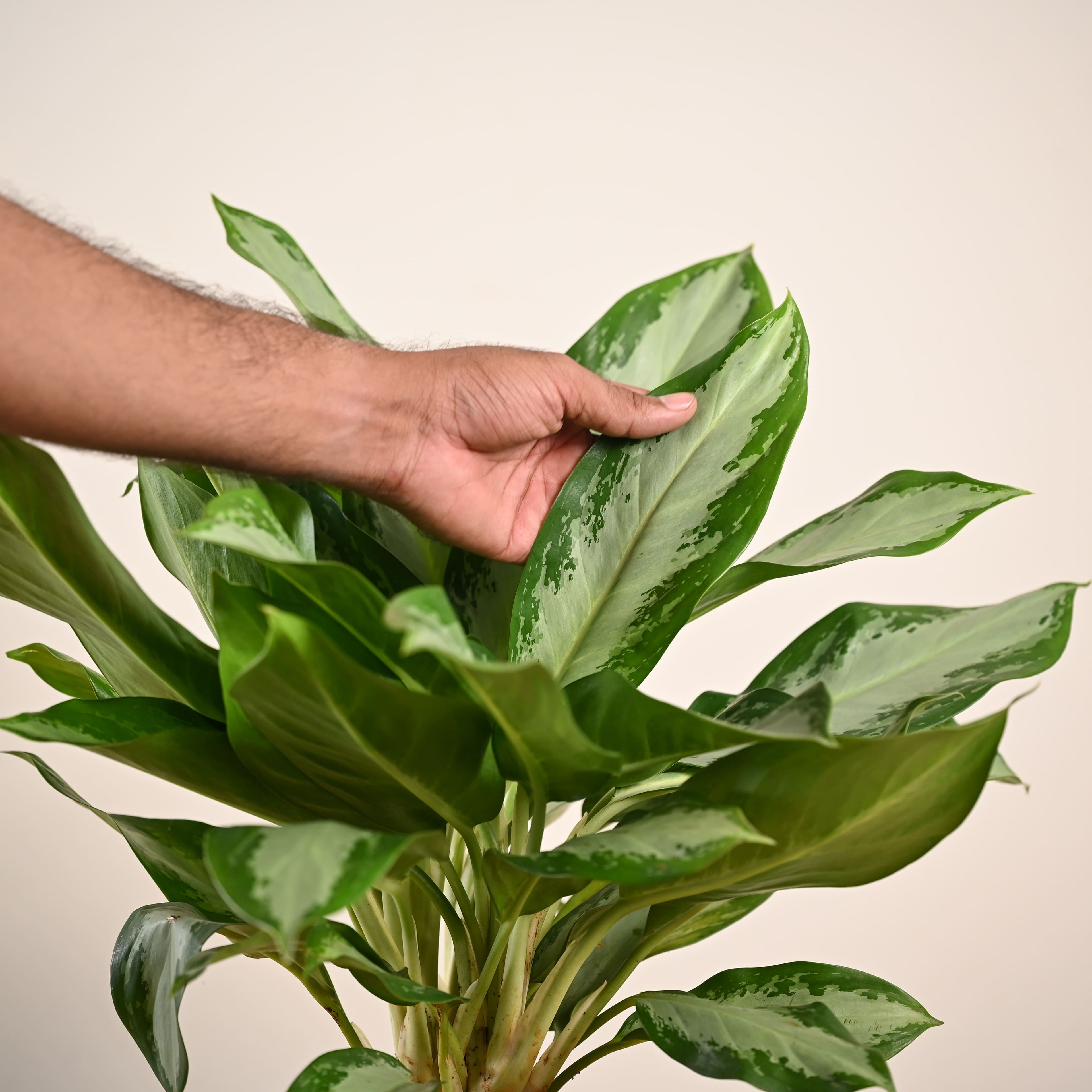 Aglaonema Manila Beauty - Large
