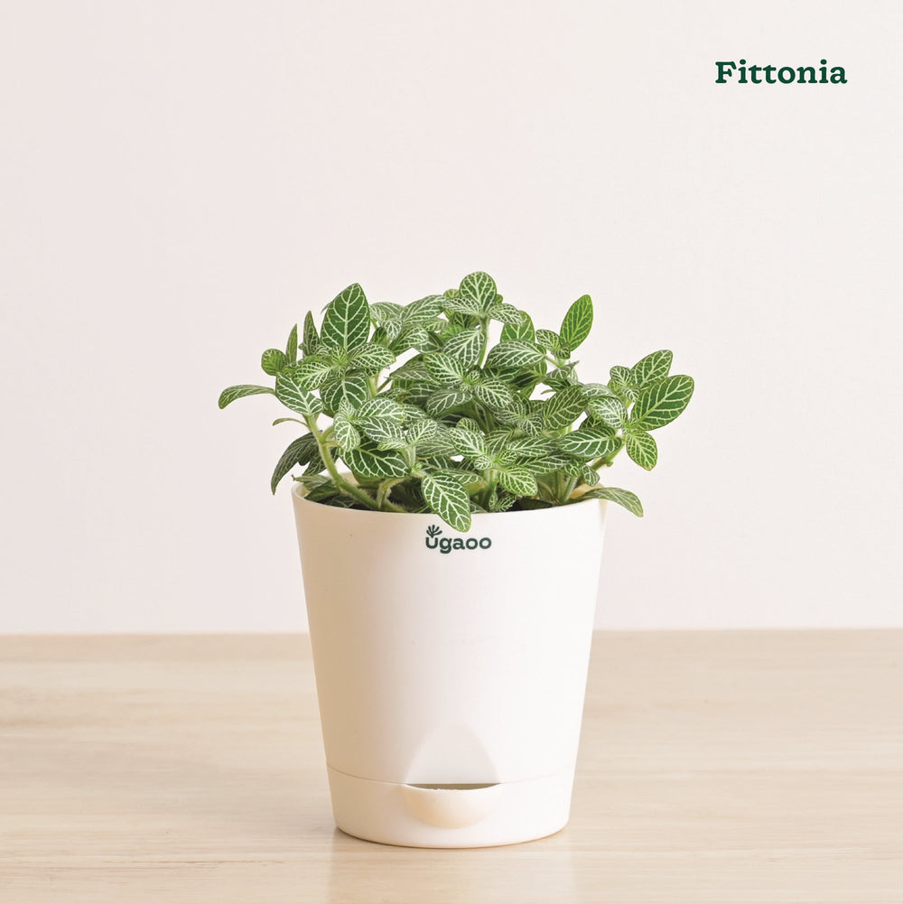 Indoor Plant Bundle: Fittonia, Jade Mini, Broken Heart, Philodendron Oxycardium Golden