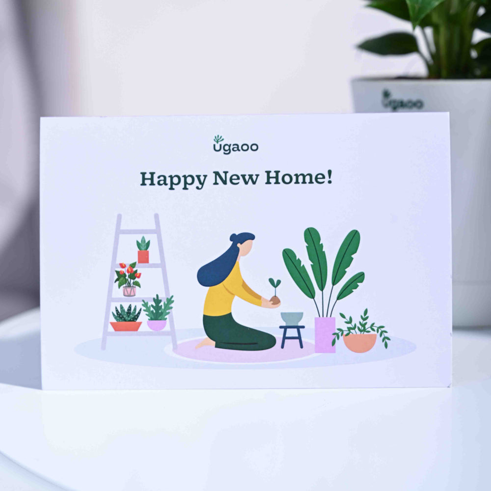 Peace Lily Housewarming Gift Hamper