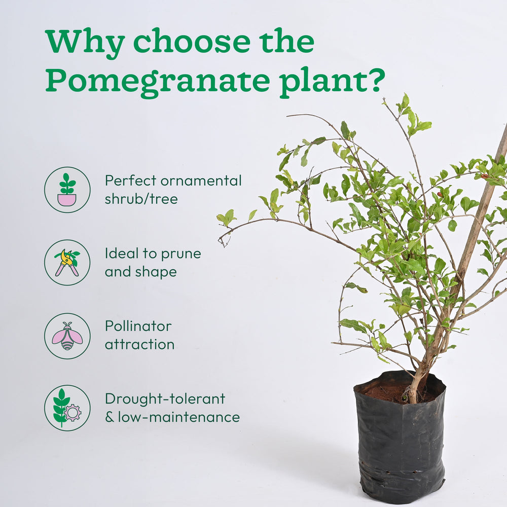 Pomegranate Plant with Grow Bag