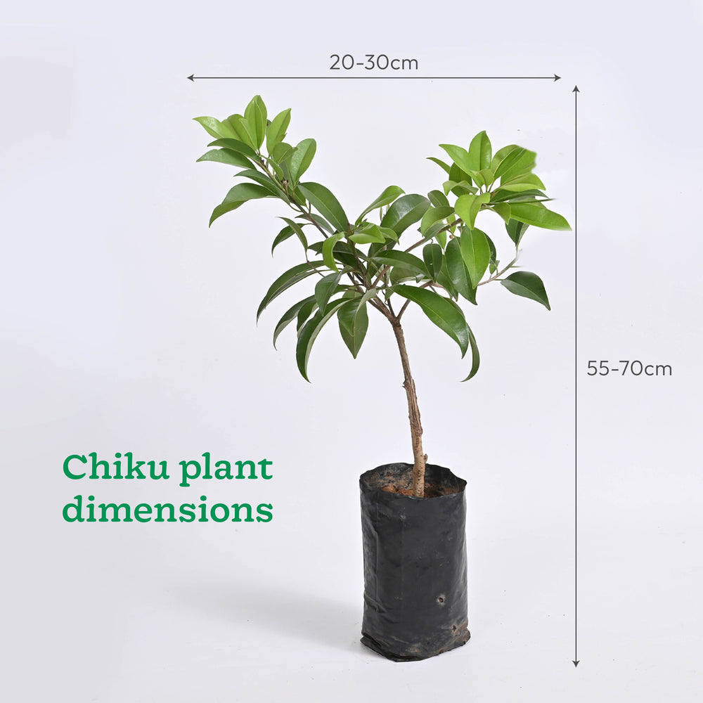 Chiku and Pomegranate Fruit Plant Combo with Grow Bag