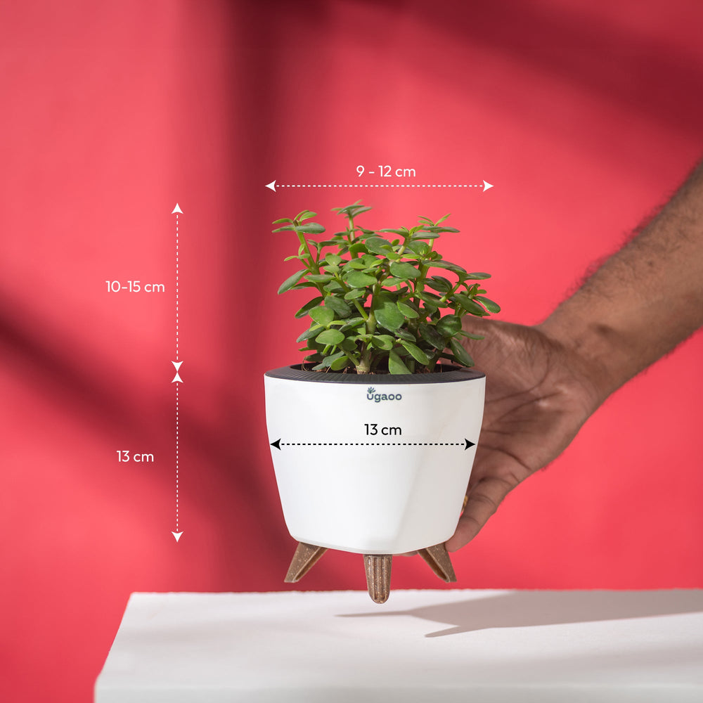 Jade Mini with White Lagos Pot