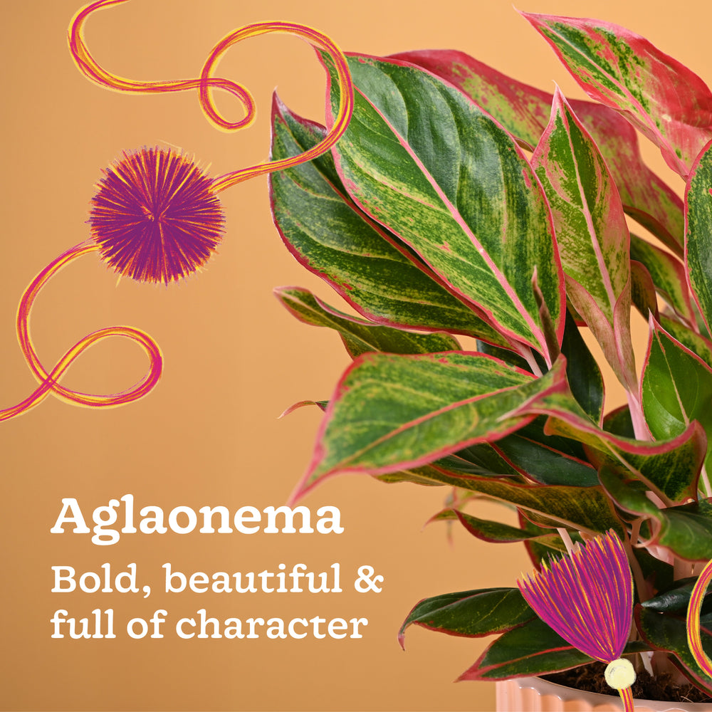 Rakhi Gift for Sister - Aglaonema Red Plant in Grail Ceramic Pot - Medium